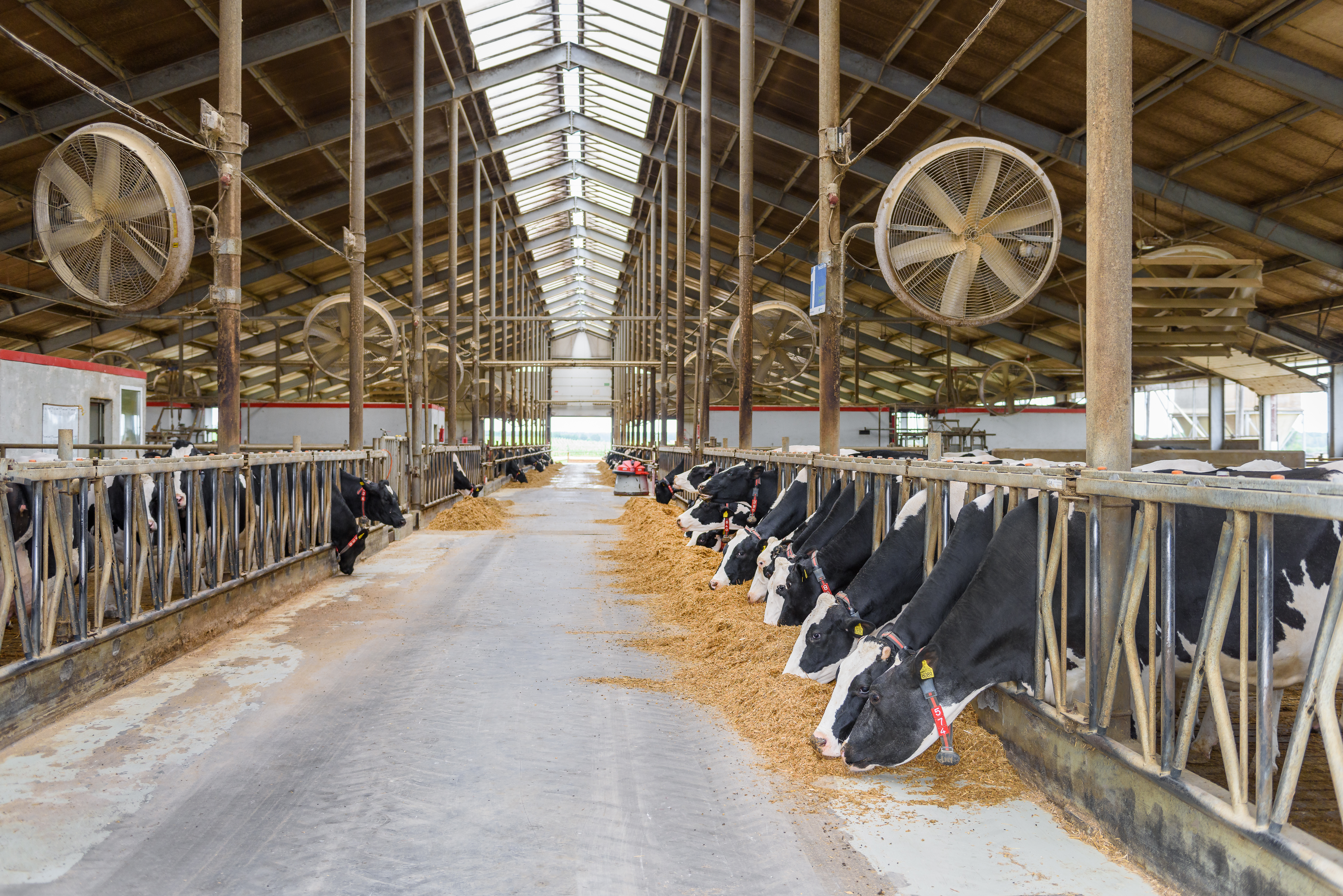 Ruminants_dairy_cows_eating_feed_fence_ventilation.jpg