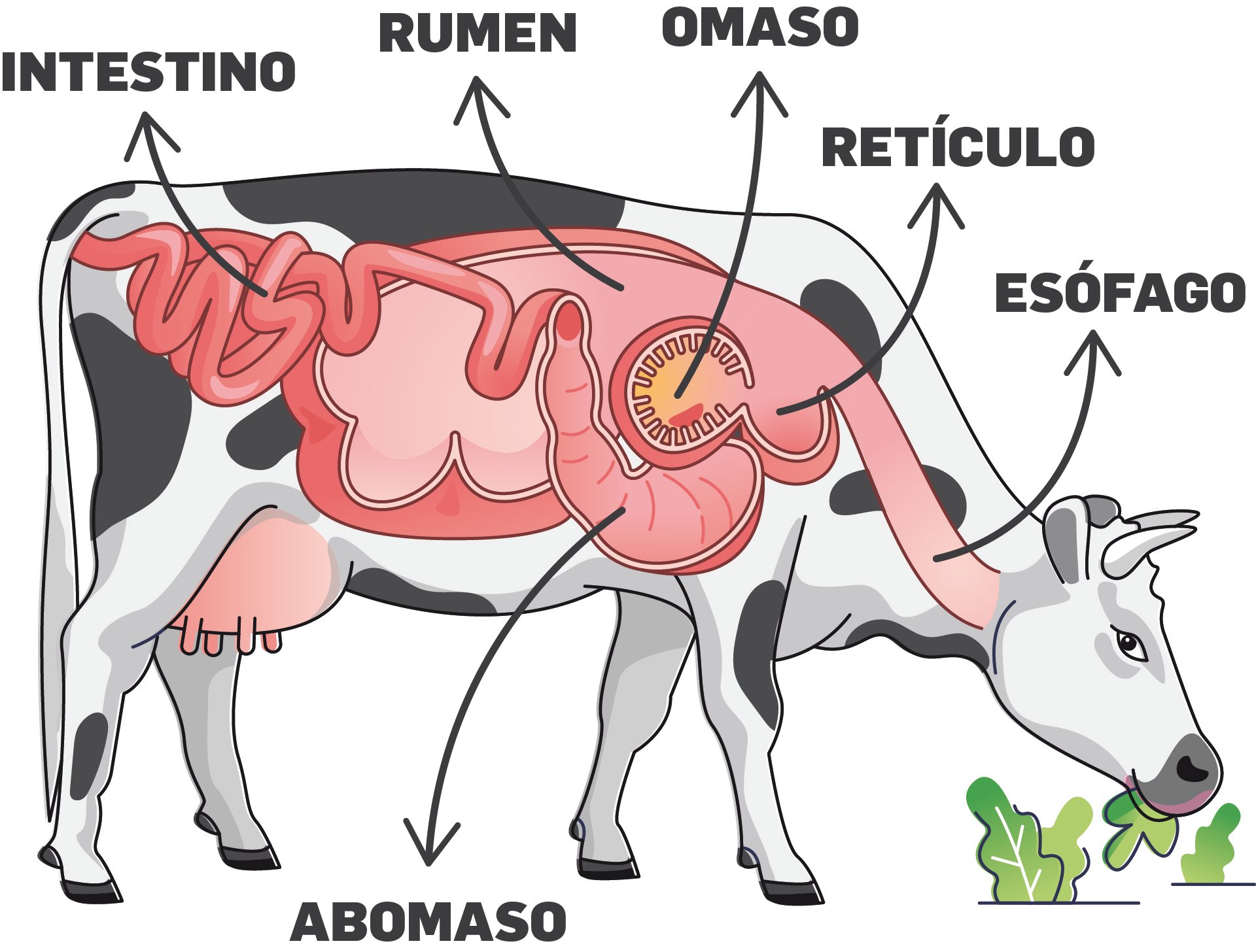 Vaca-digestivo.jpg