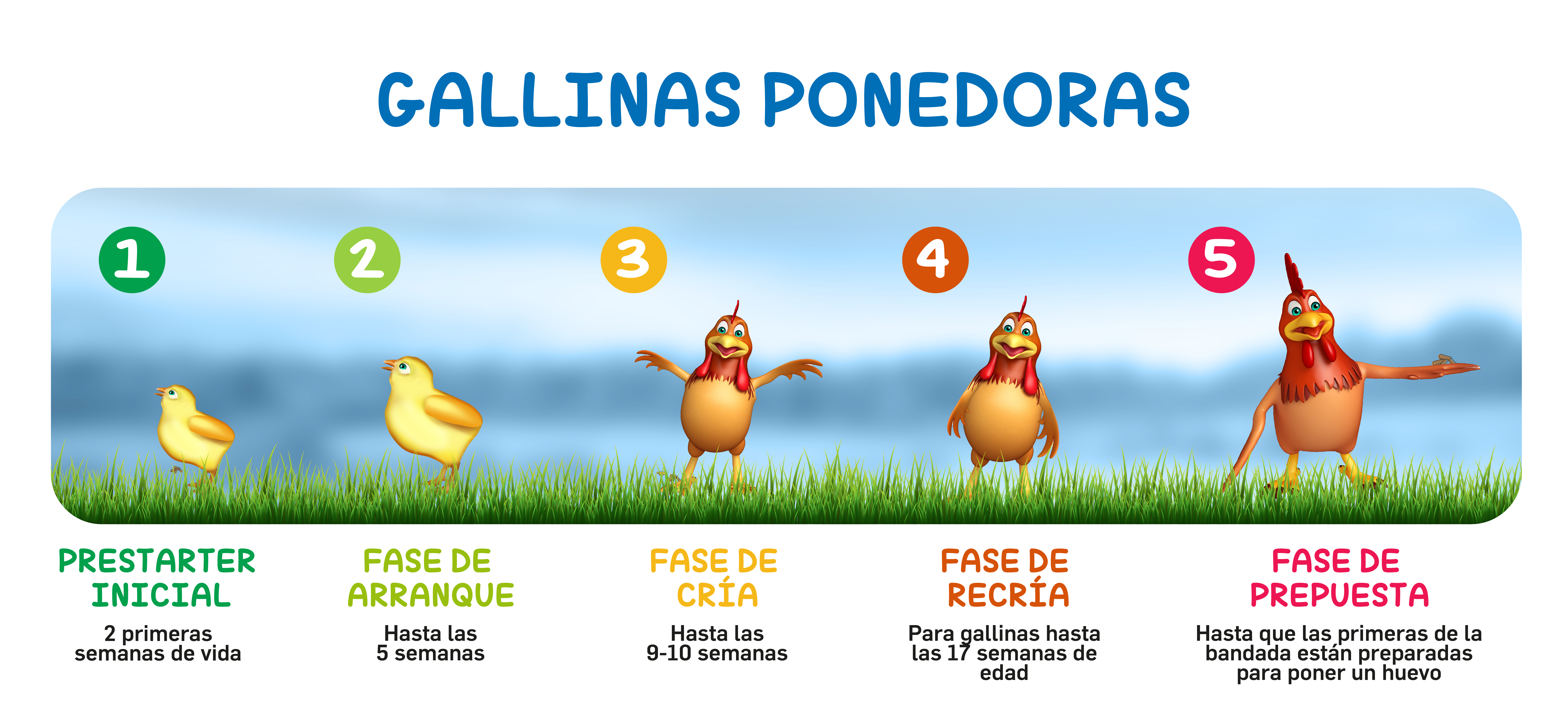 DH_infografia_etapas_aves_gallinas_ponedoras_17-11-22-01.jpg