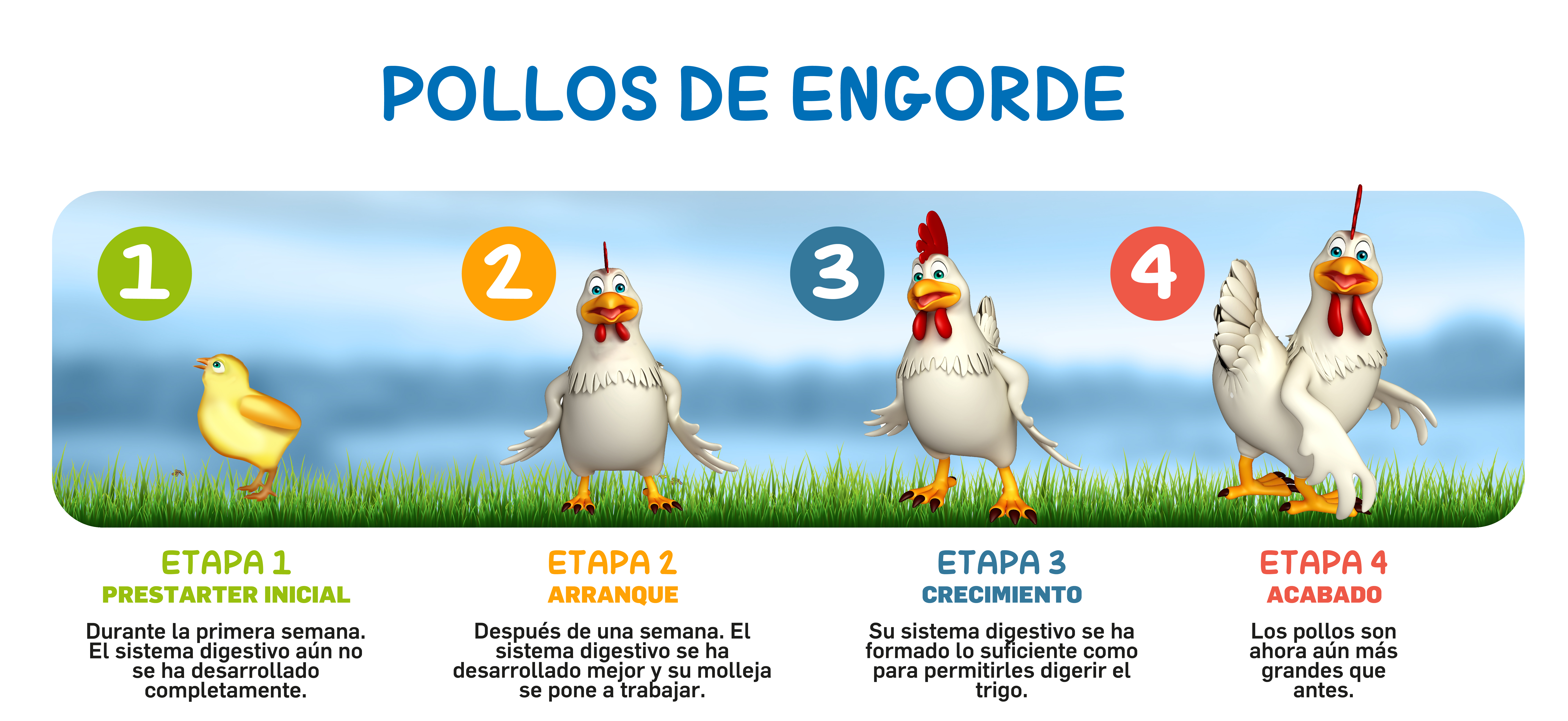 DH_infografia_etapas_aves_pollos_engorde.jpg