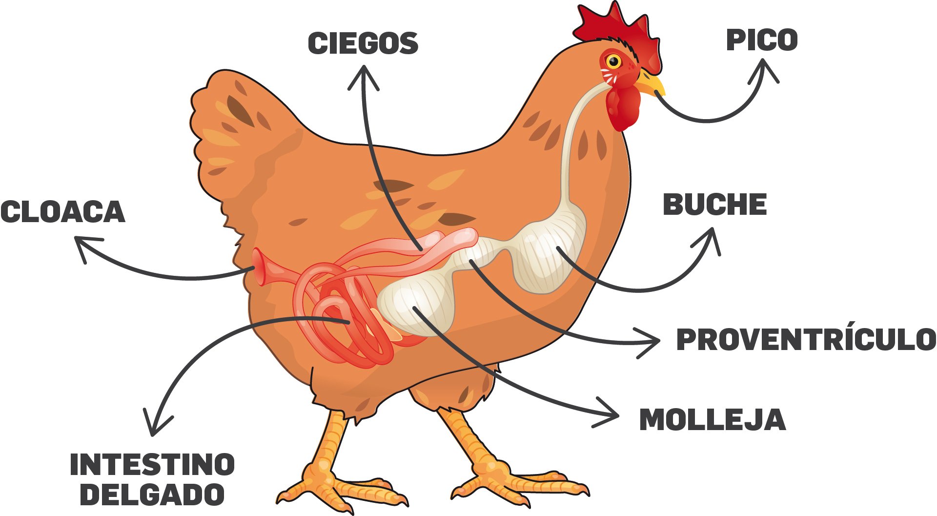 Gallina-digestivo.jpg