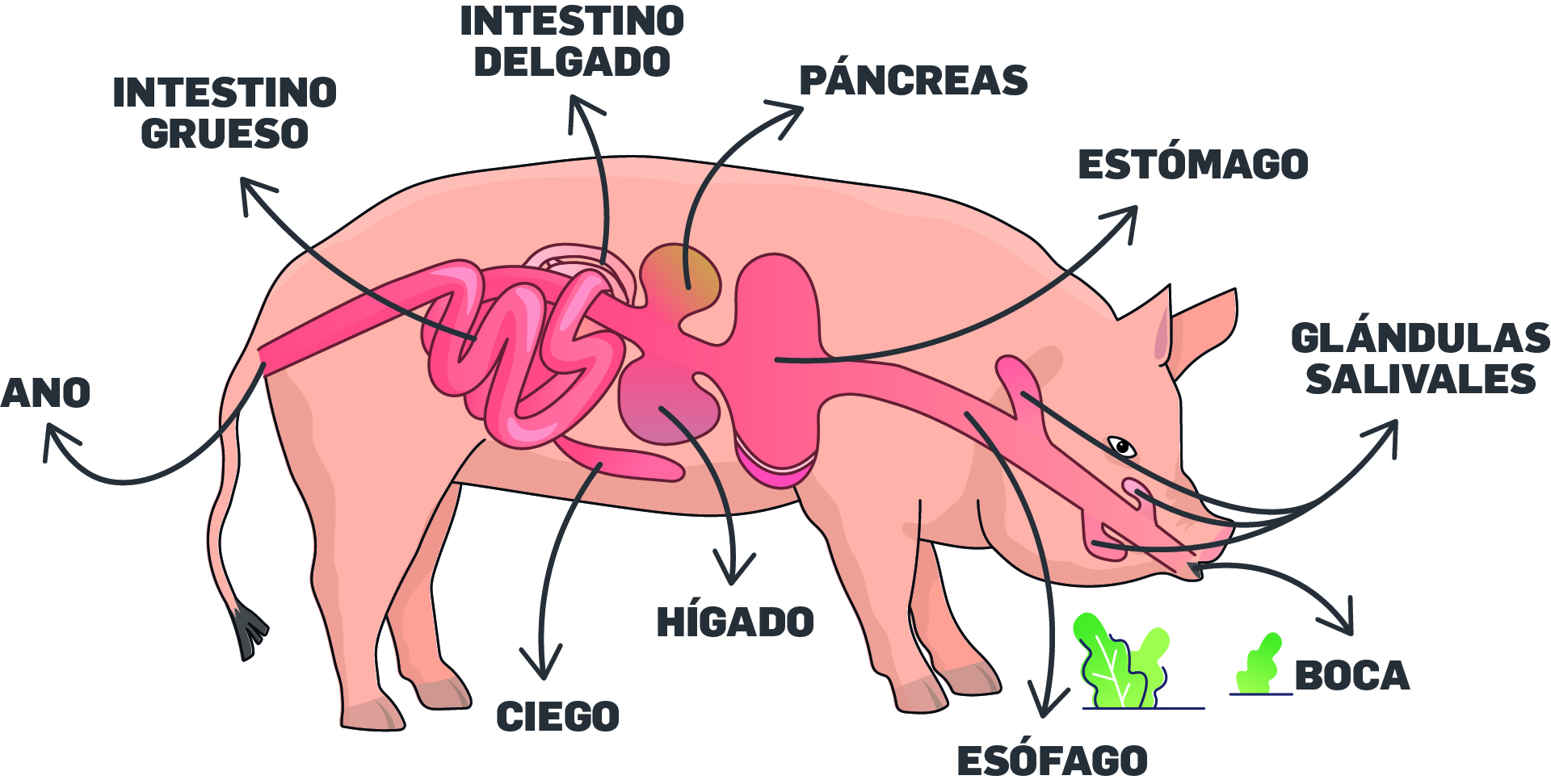 Cerdo-digestivo.jpg