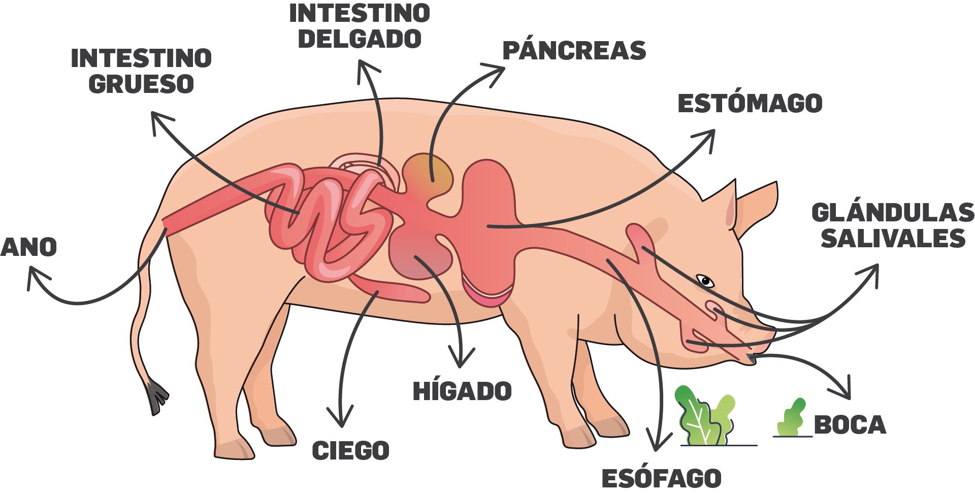 Cerdo-digestivo.jpg